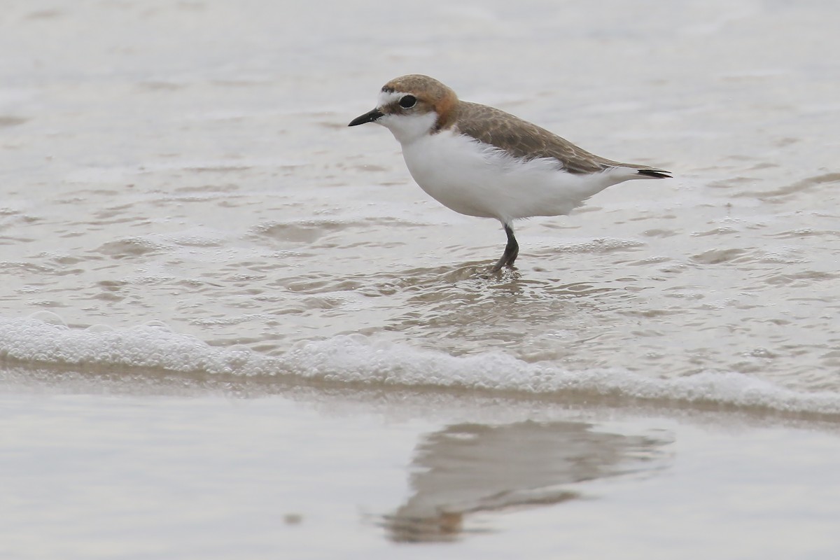 Red-capped Plover - ML291375061