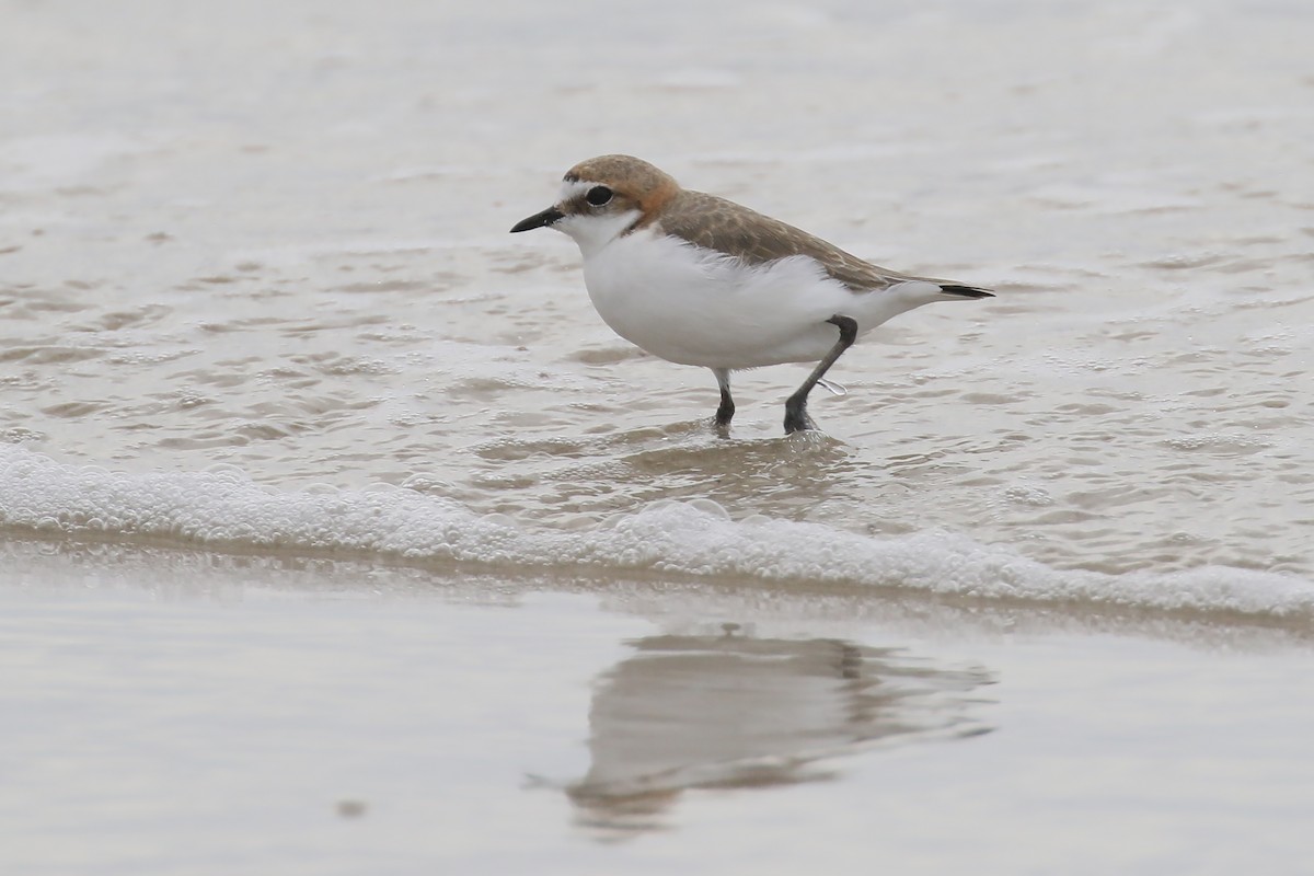 Red-capped Plover - ML291375081