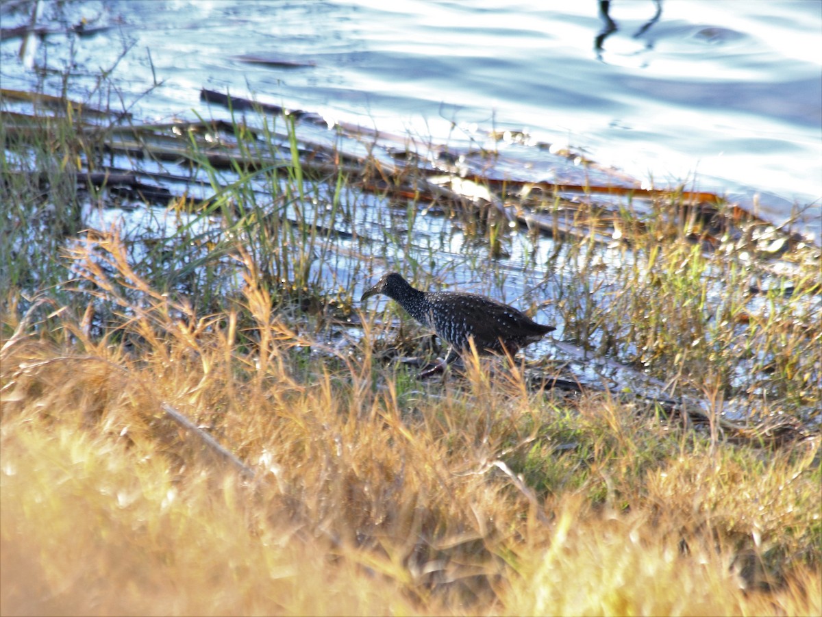 eBird Checklist 24 Dec 2020 Choke Canyon SPCalliham Unit
