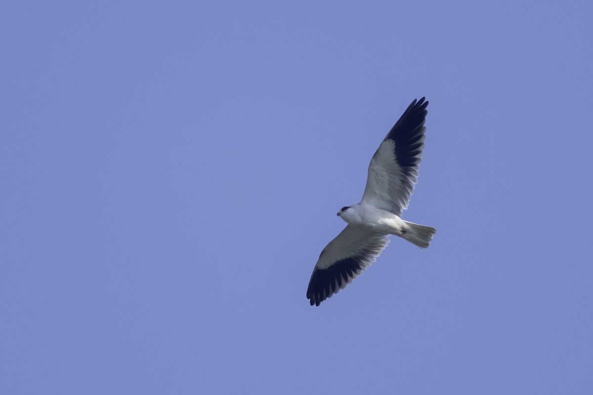 Black-winged Kite - Debankur  Biswas