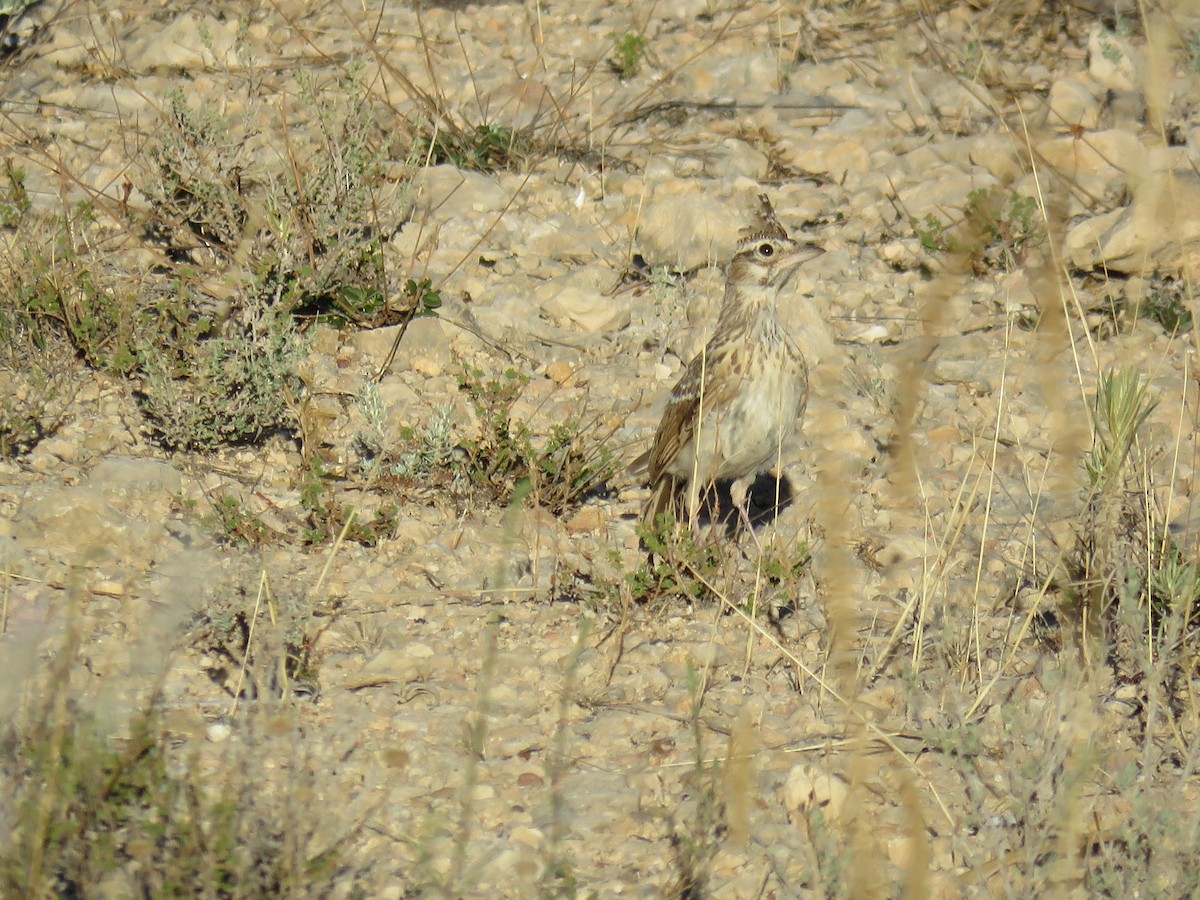 Crested Lark - Anonymous
