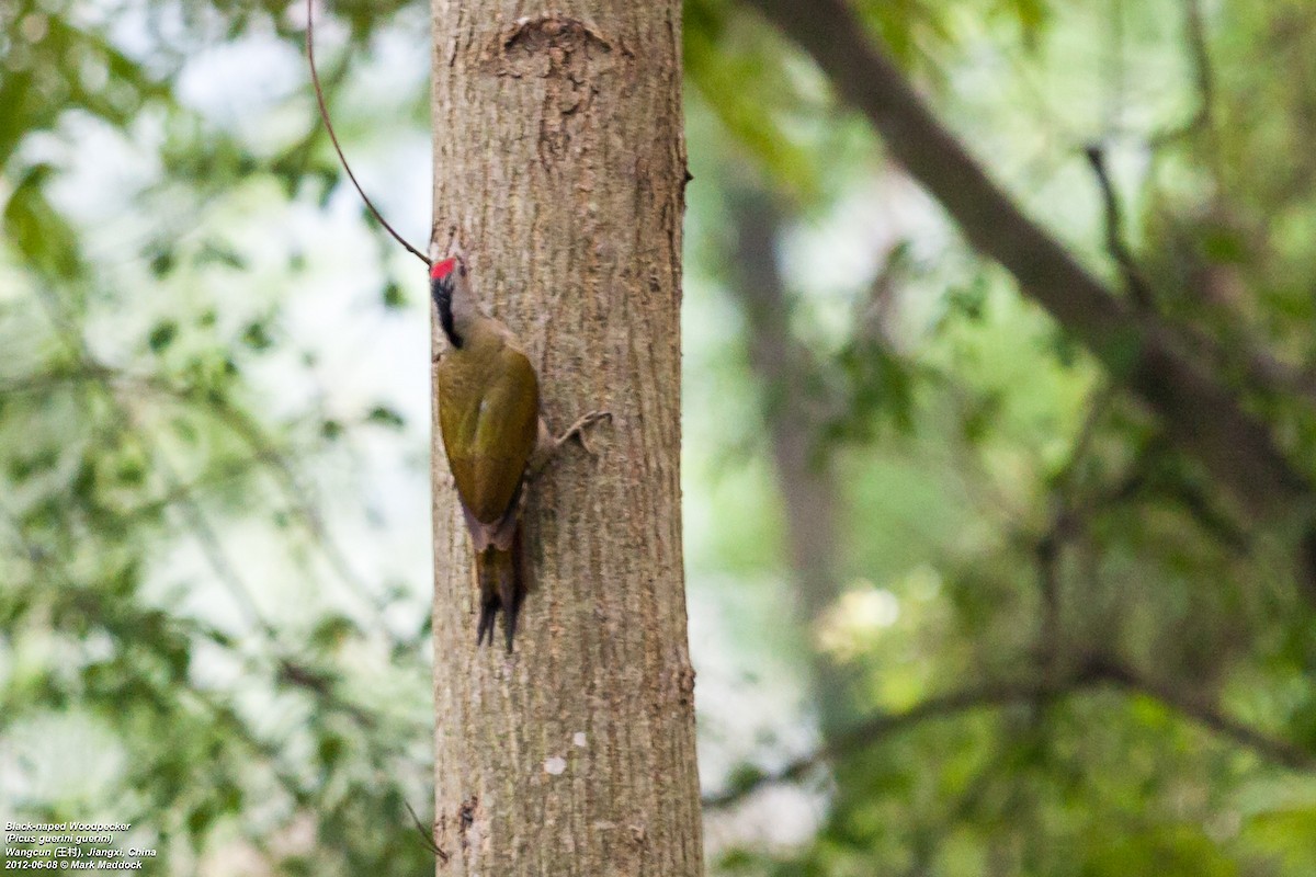 Gray-headed Woodpecker (Black-naped) - ML291380231