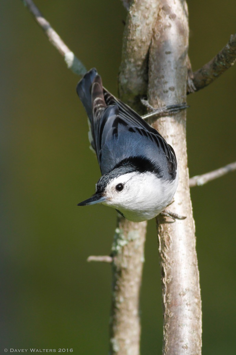 White-breasted Nuthatch - ML29138121