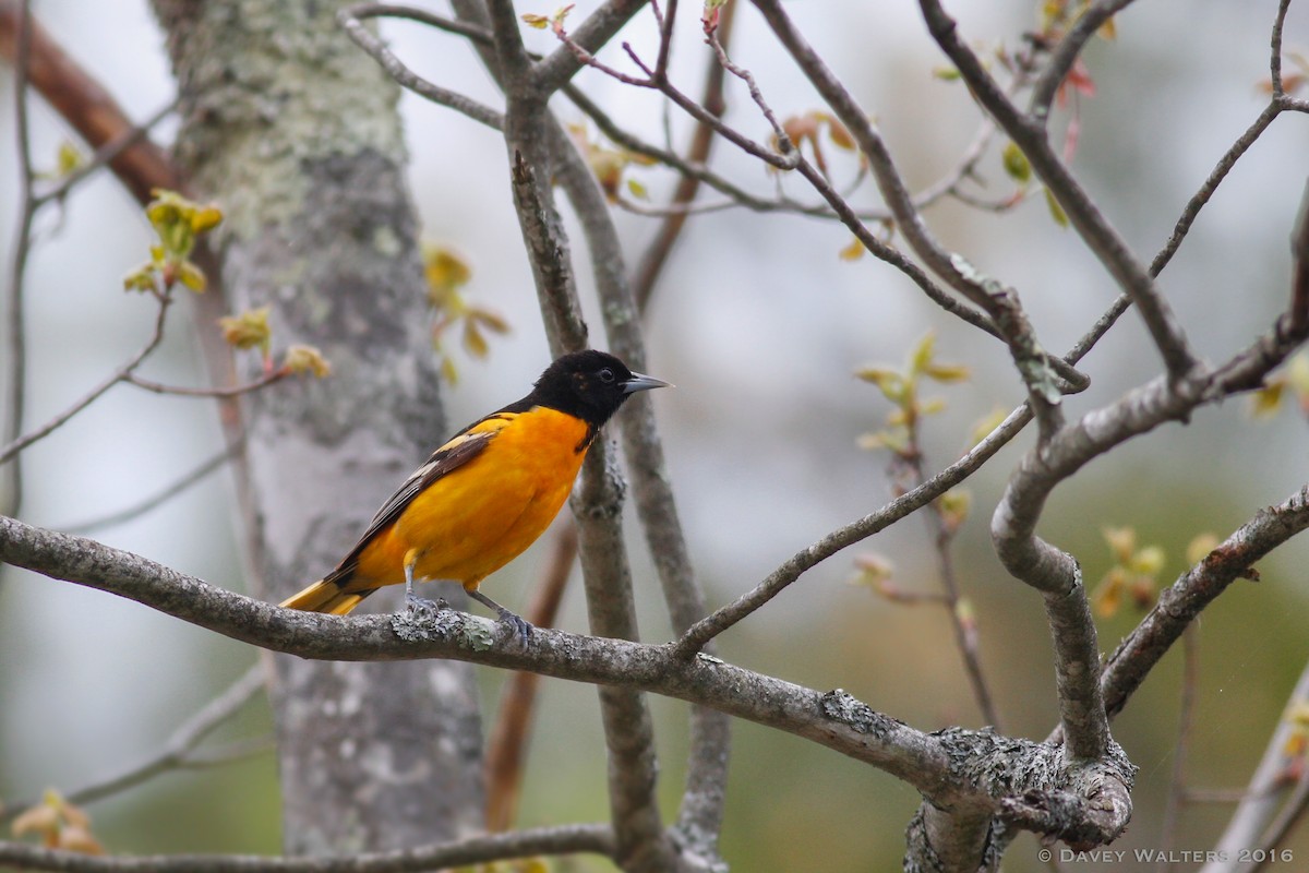 Baltimore Oriole - Davey Walters
