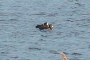 Greater Scaup - ML291391331