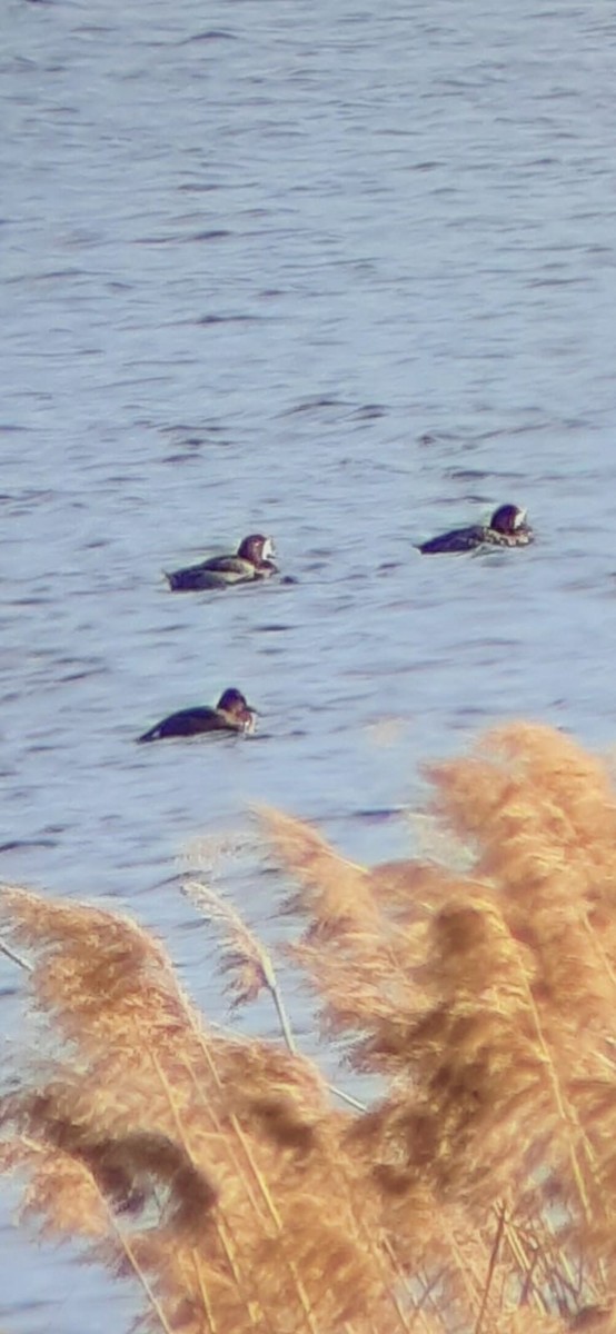 Greater Scaup - ML291391371