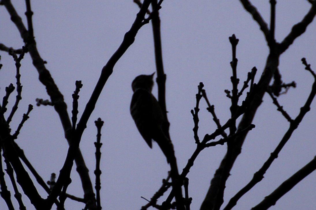 Lesser Spotted Woodpecker - ML291392671