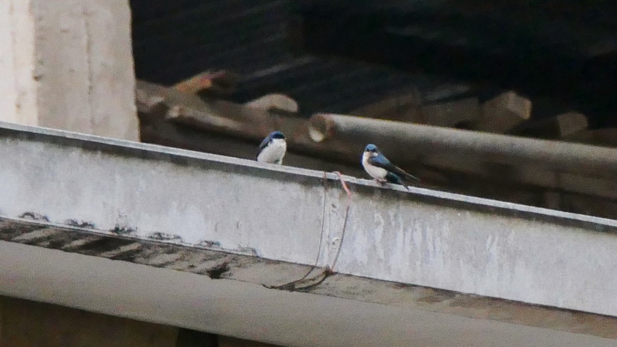 Blue-and-white Swallow - Alexandre Vinot