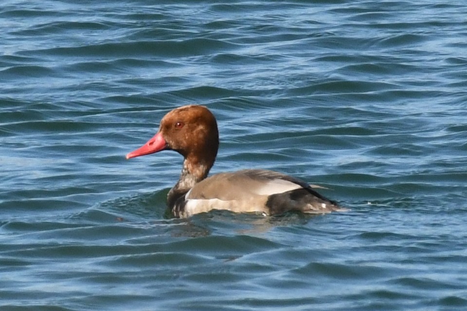 Red-crested Pochard - Dominic Standing