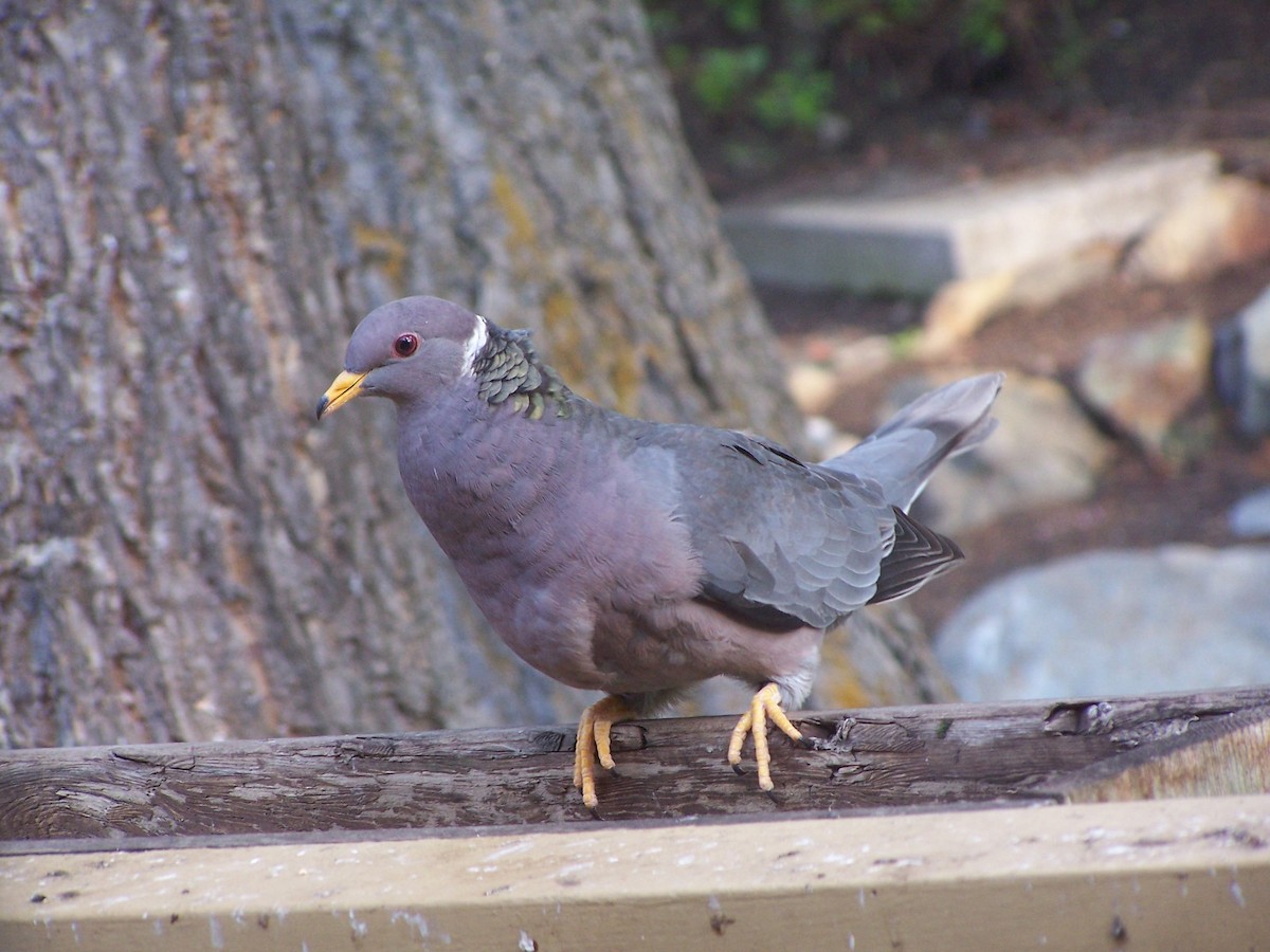 Band-tailed Pigeon - Sue Elwell