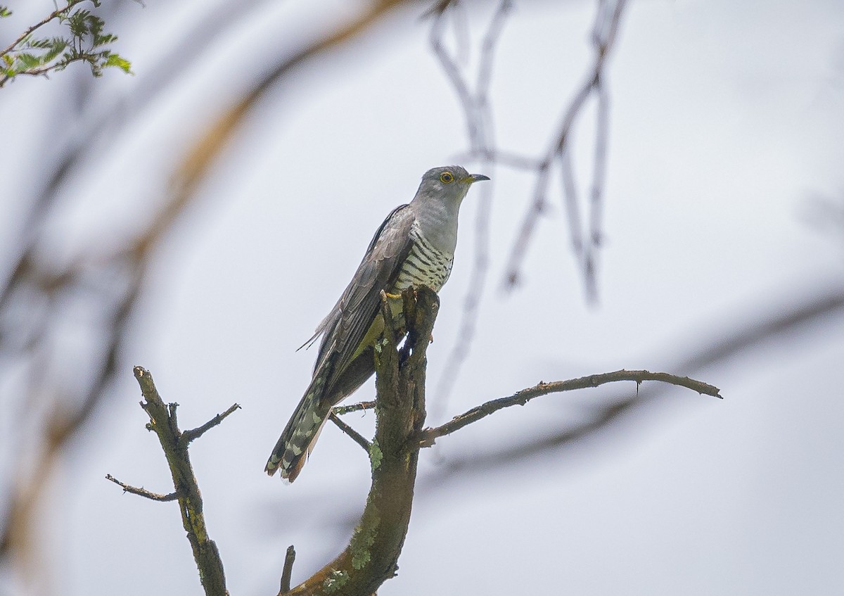 Madagascar Cuckoo - ML291400551