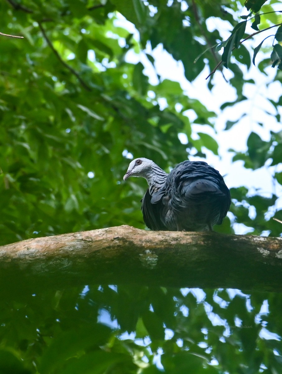 Andaman Wood-Pigeon - ML291401271