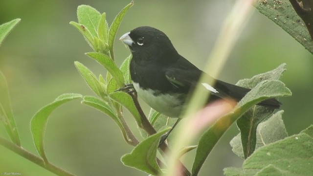 Black-and-white Seedeater - ML291401301