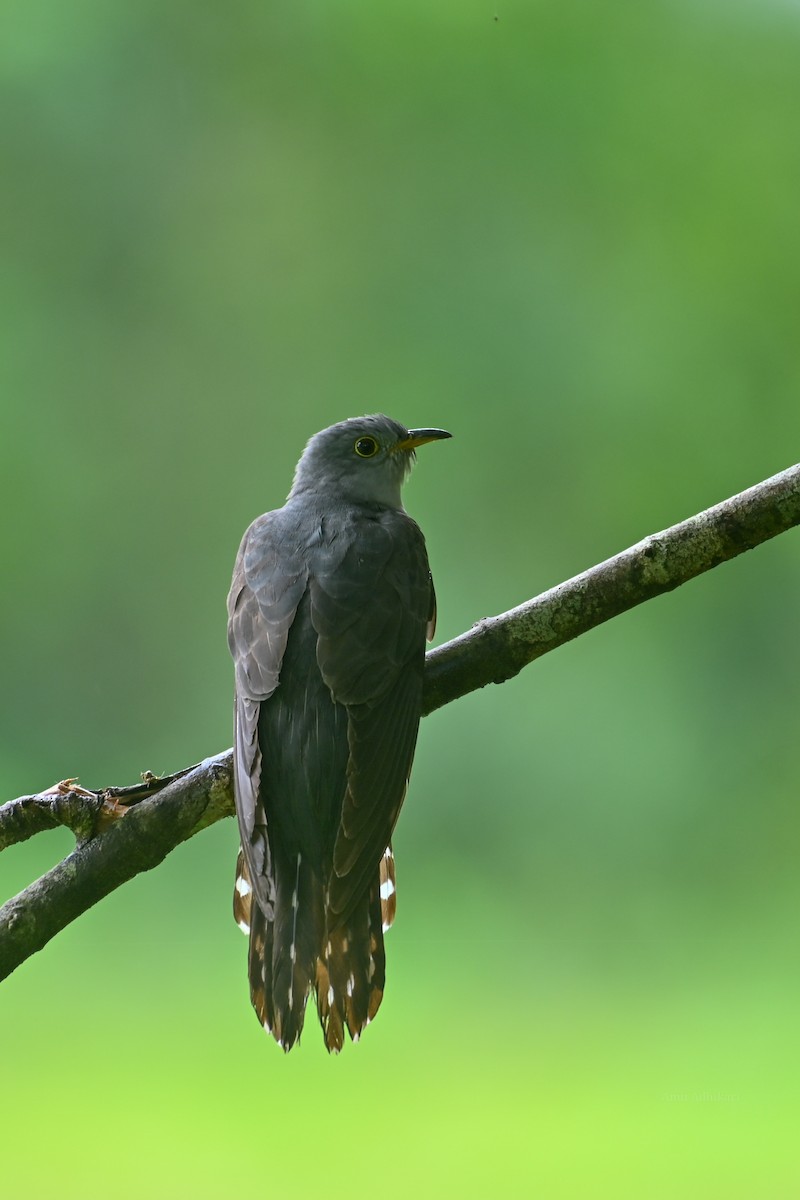 Indian Cuckoo - ML291401601
