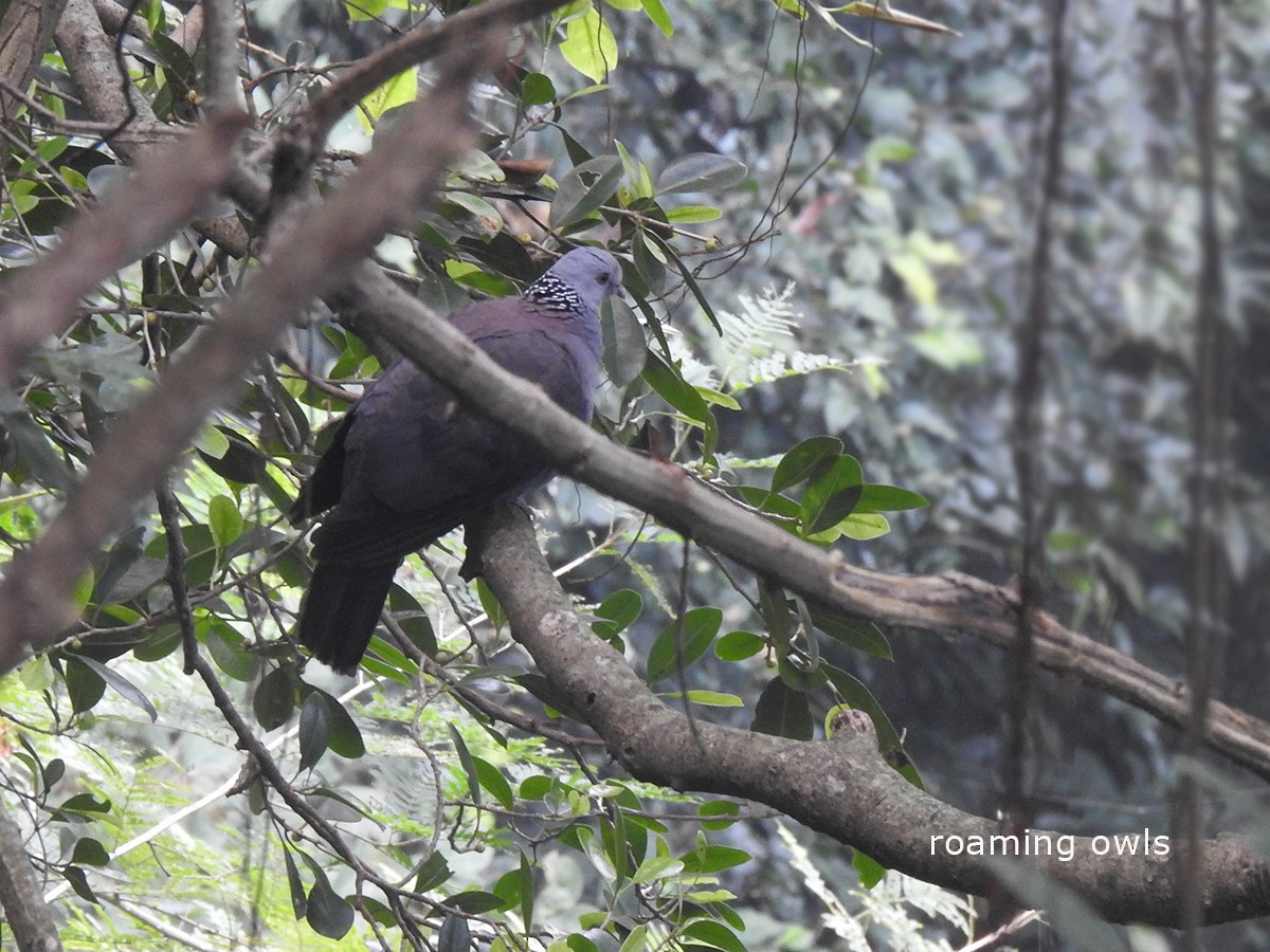 Nilgiri Wood-Pigeon - Roaming Owls🦉🦉