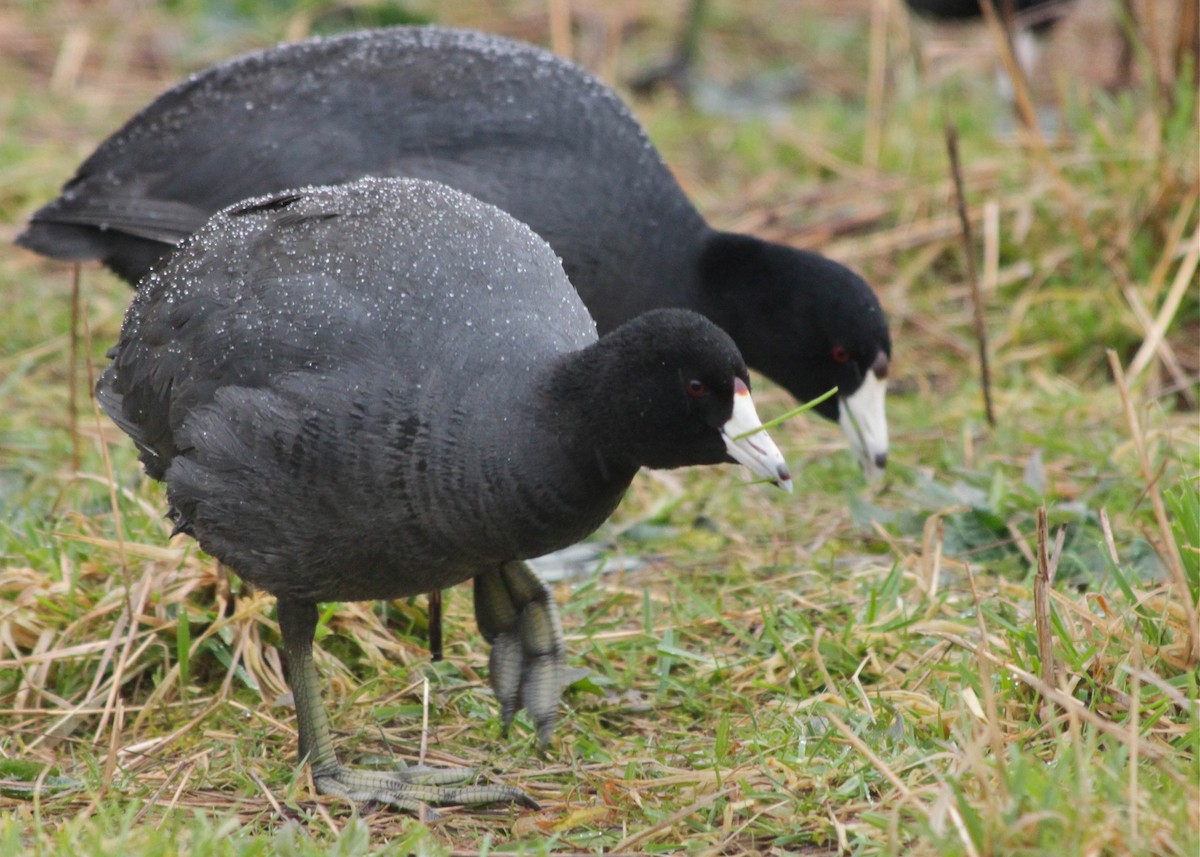 American Coot (Red-shielded) - ML291405541