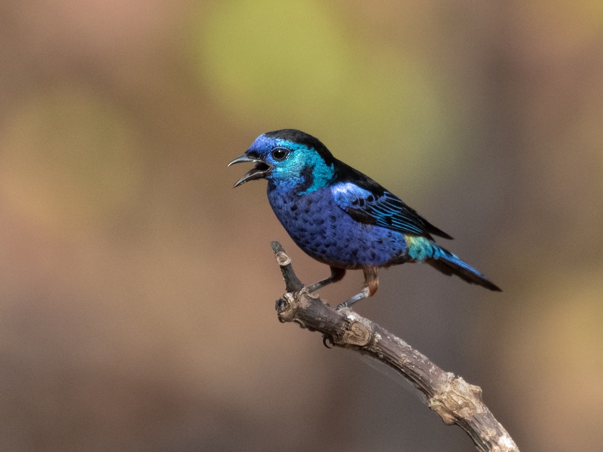 Opal-rumped Tanager - ML291407741