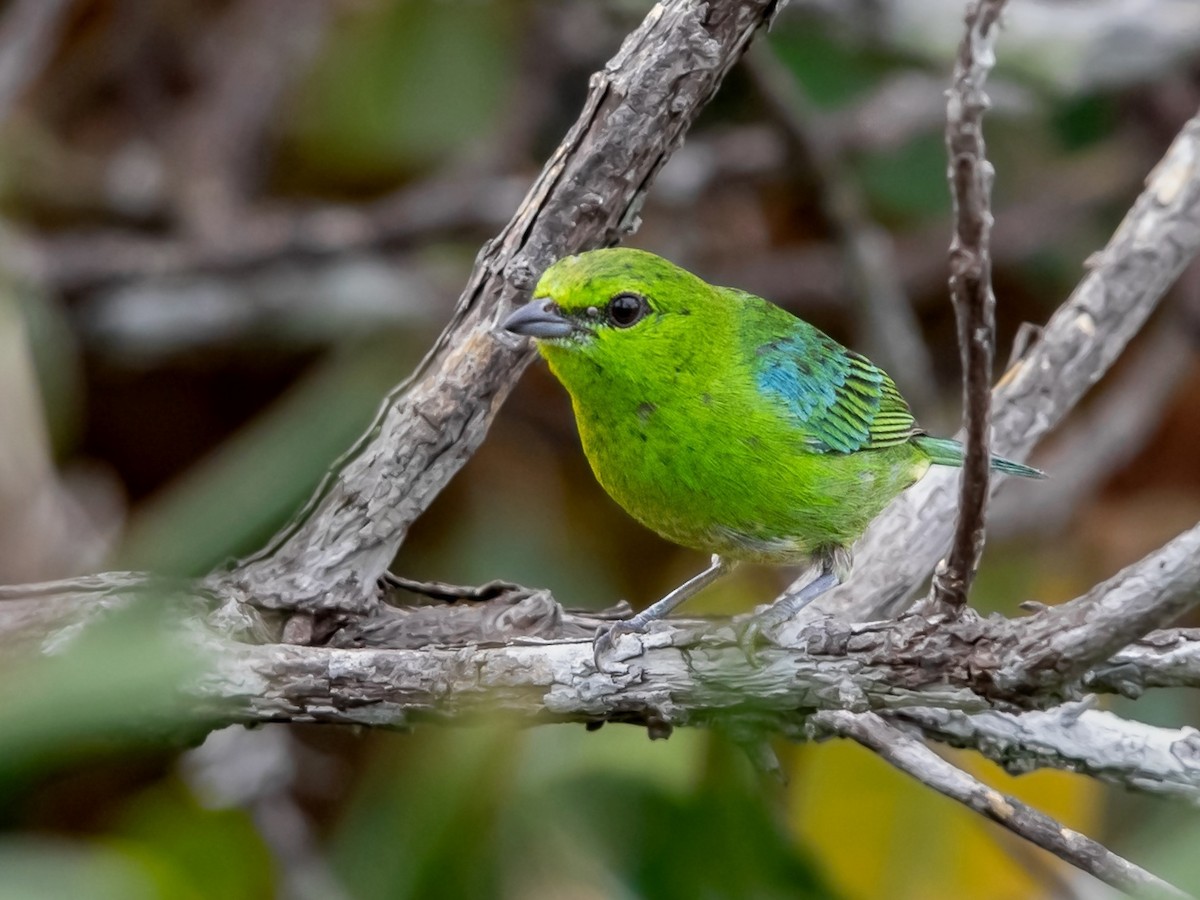 Dotted Tanager - ML291410221