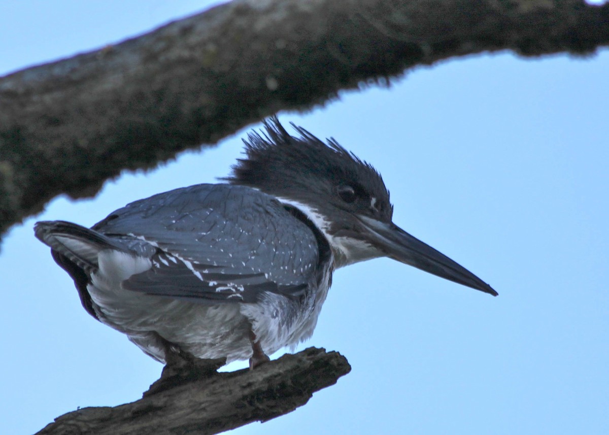 Belted Kingfisher - ML291411071