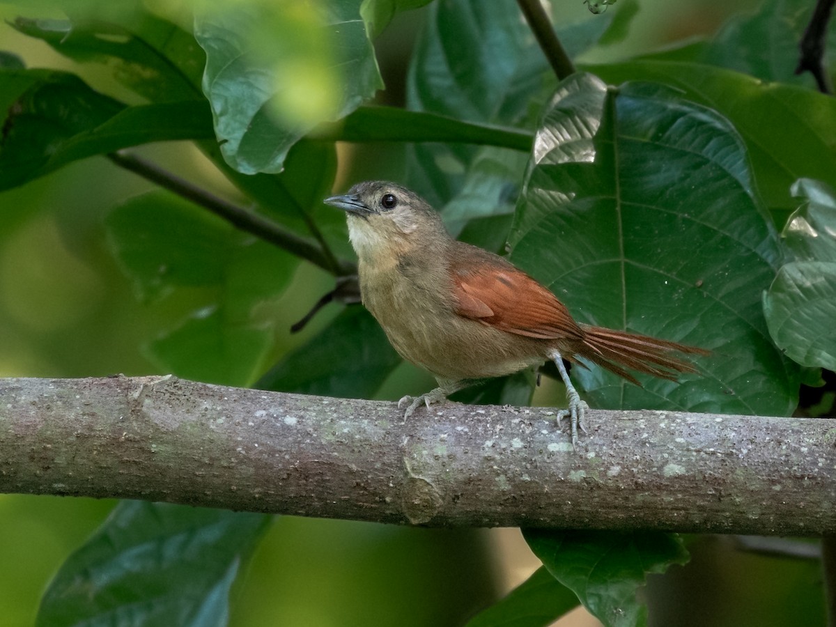Plain-crowned Spinetail - ML291419001