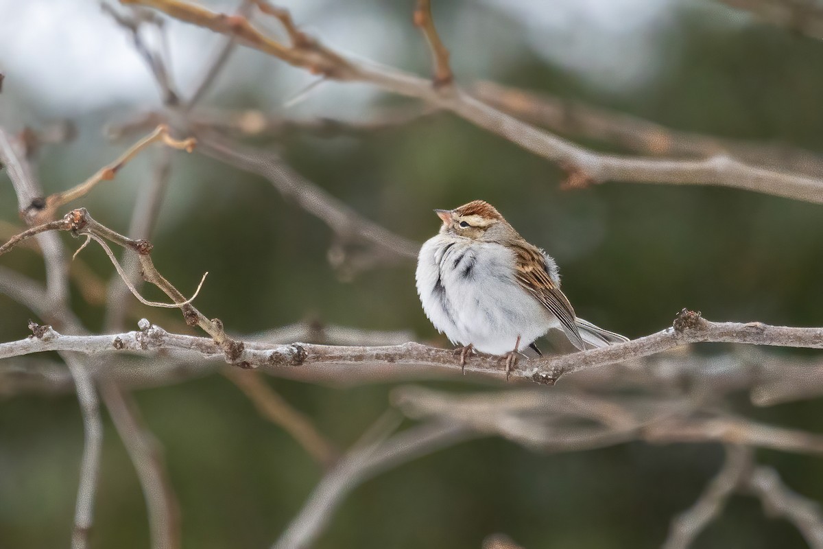 Chipping Sparrow - Dave Rodriguez