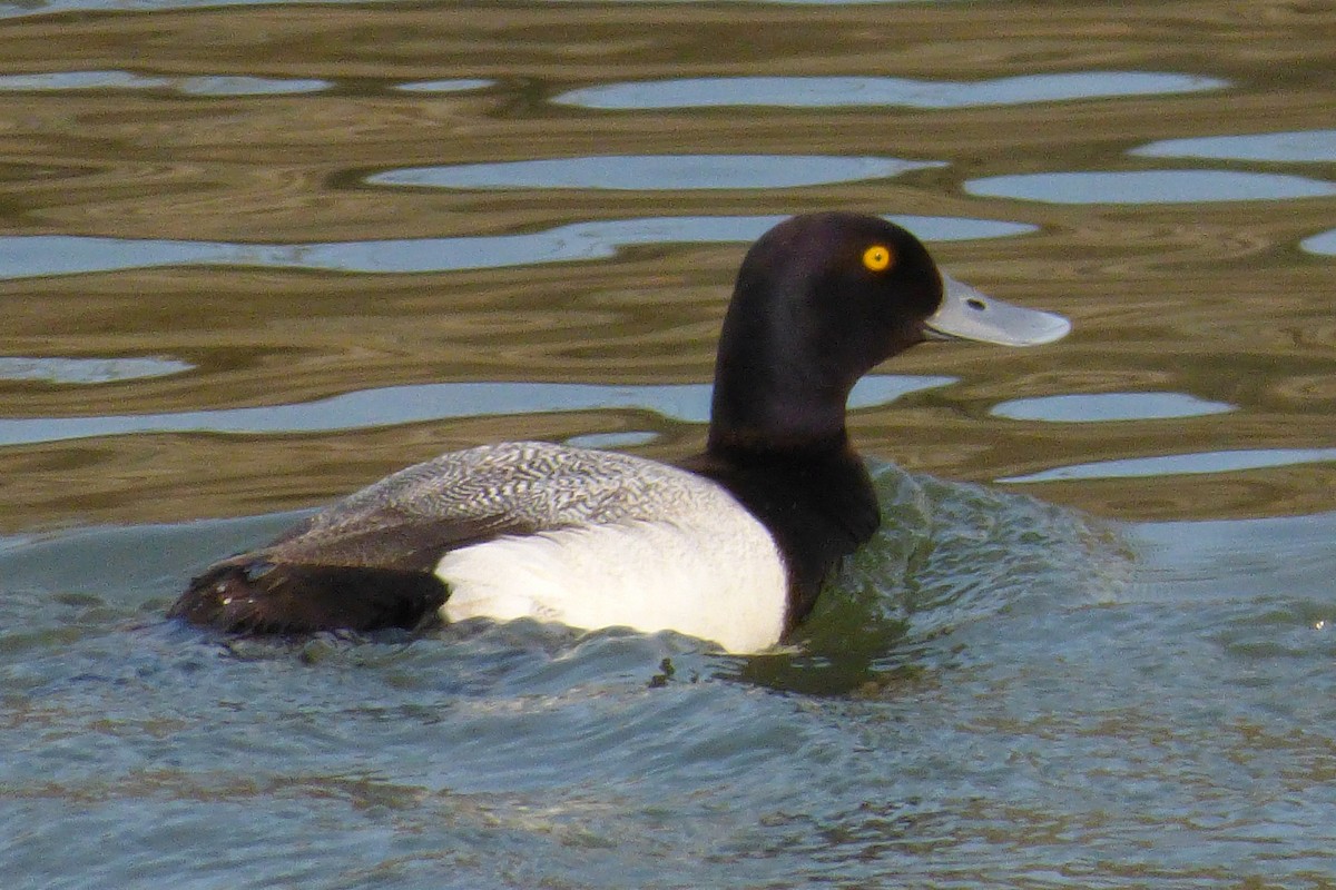 Greater Scaup - Laurie Koepke
