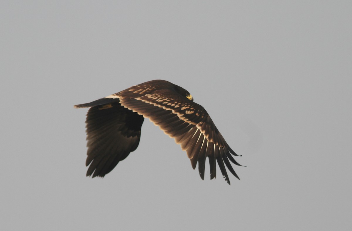 Greater Spotted Eagle - ML291428351