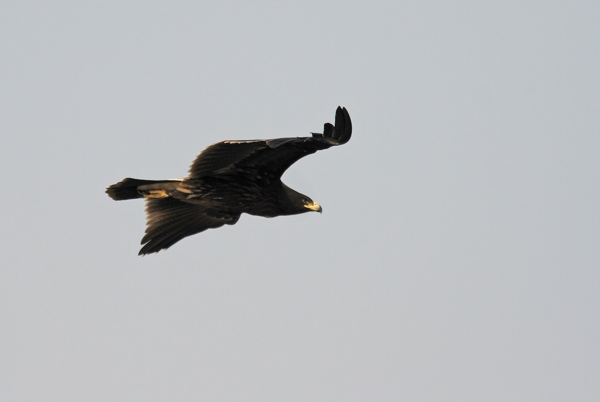 Greater Spotted Eagle - ML291428361