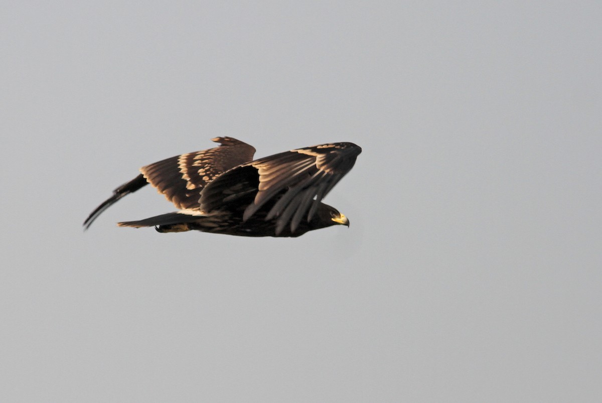 Greater Spotted Eagle - ML291428371