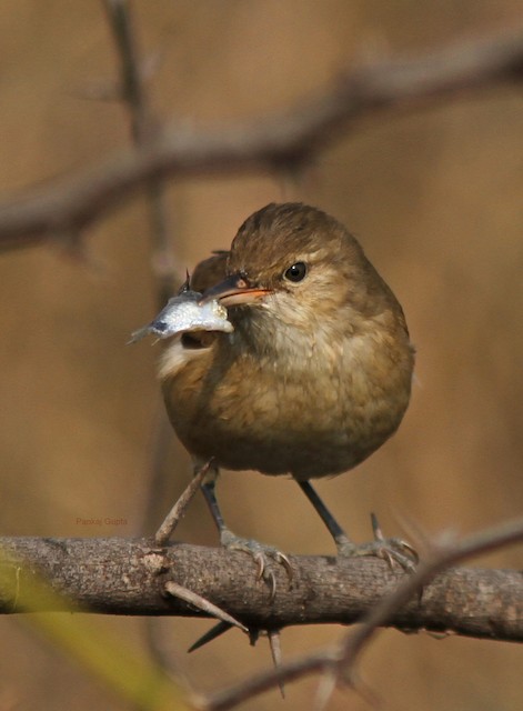 Photos - Clamorous Reed Warbler - Acrocephalus stentoreus - Birds of ...