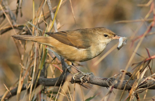 Photos - Clamorous Reed Warbler - Acrocephalus stentoreus - Birds of ...