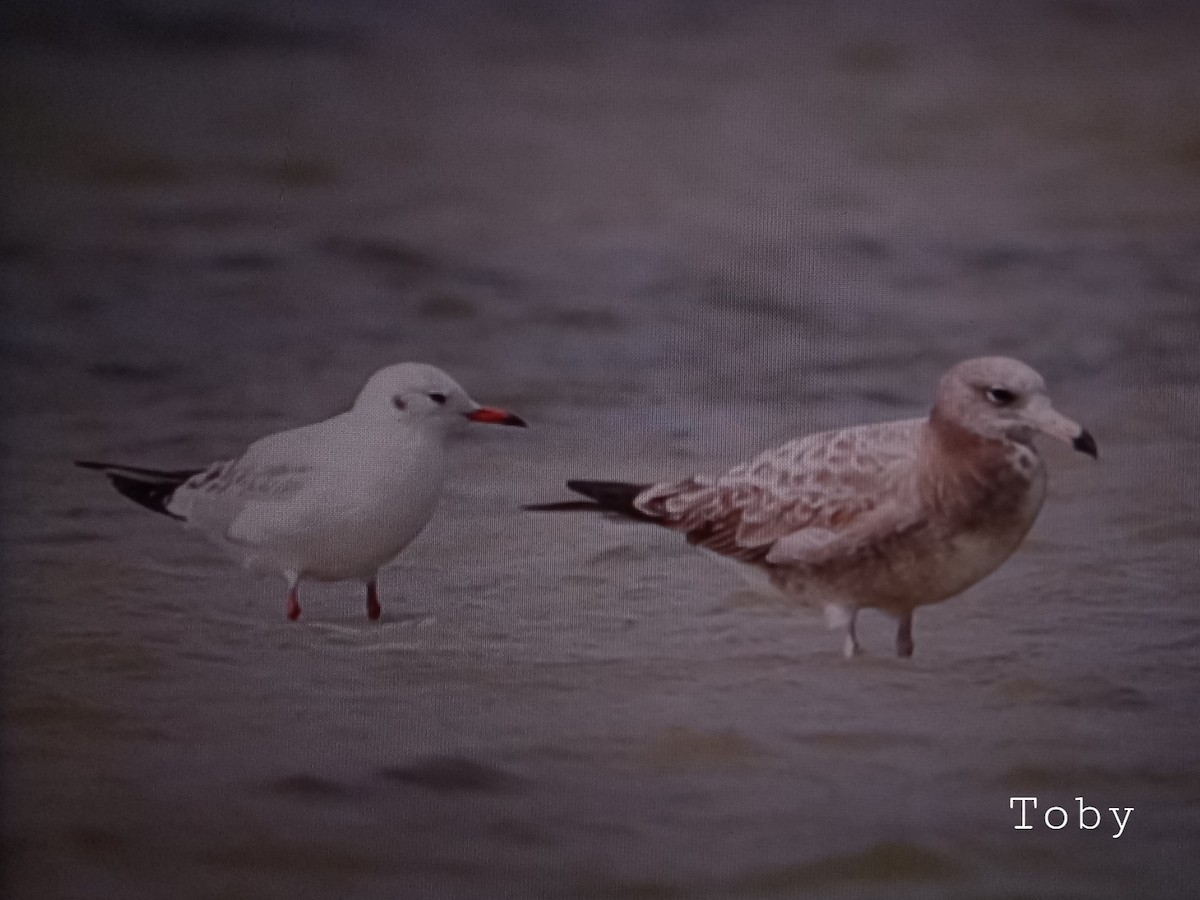 Black-tailed Gull - Trung Buithanh