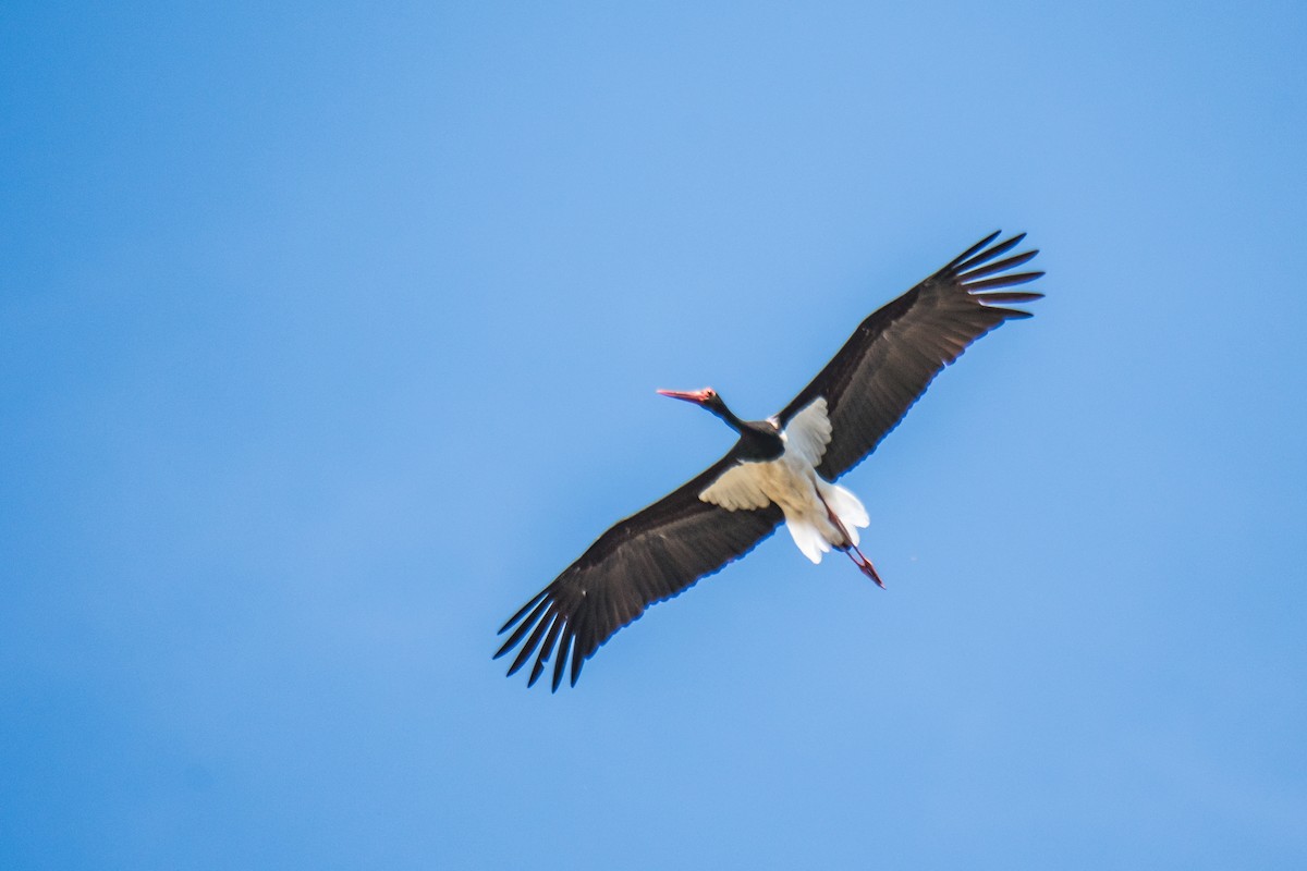 Black Stork - Annelies Jacobs