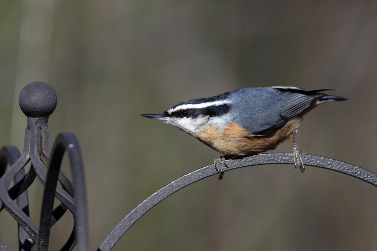 Red-breasted Nuthatch - Mel Green