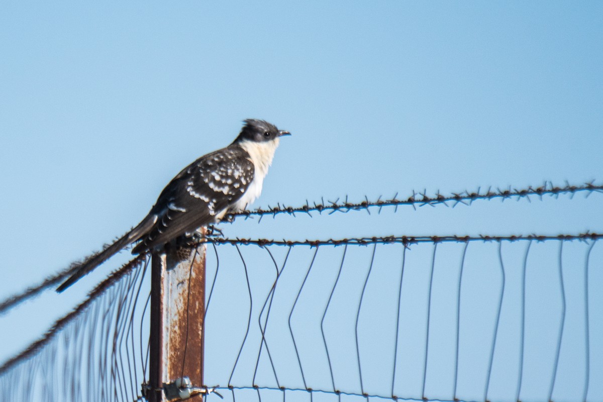 Great Spotted Cuckoo - ML291444481
