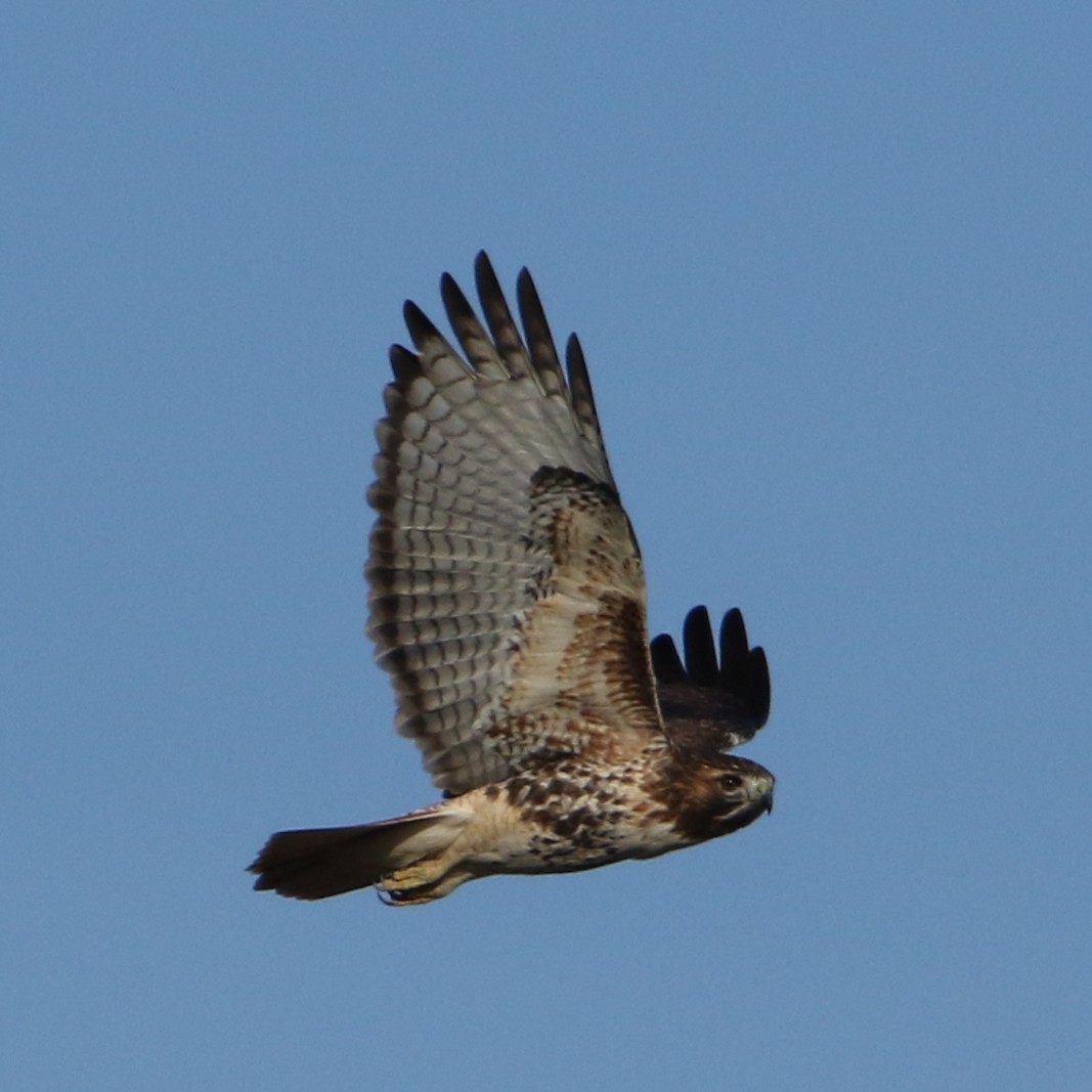 Red-tailed Hawk - ML291446301