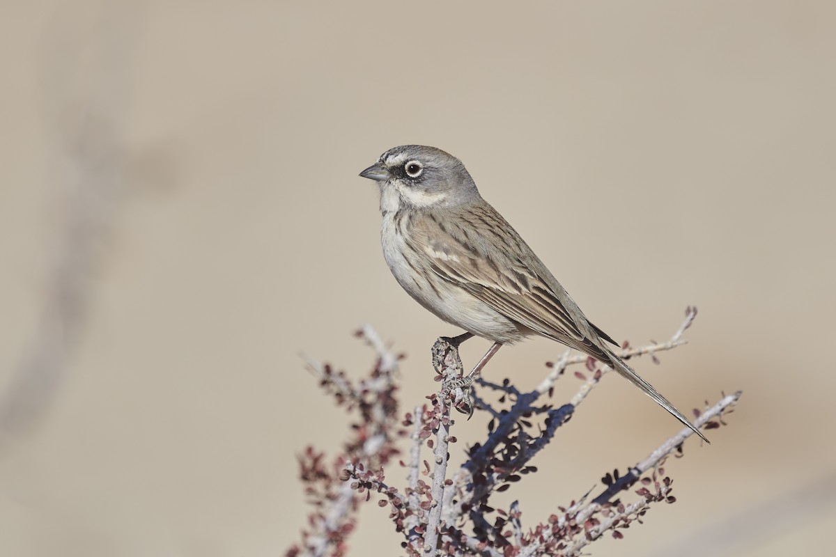 Sagebrush Sparrow - ML291457211