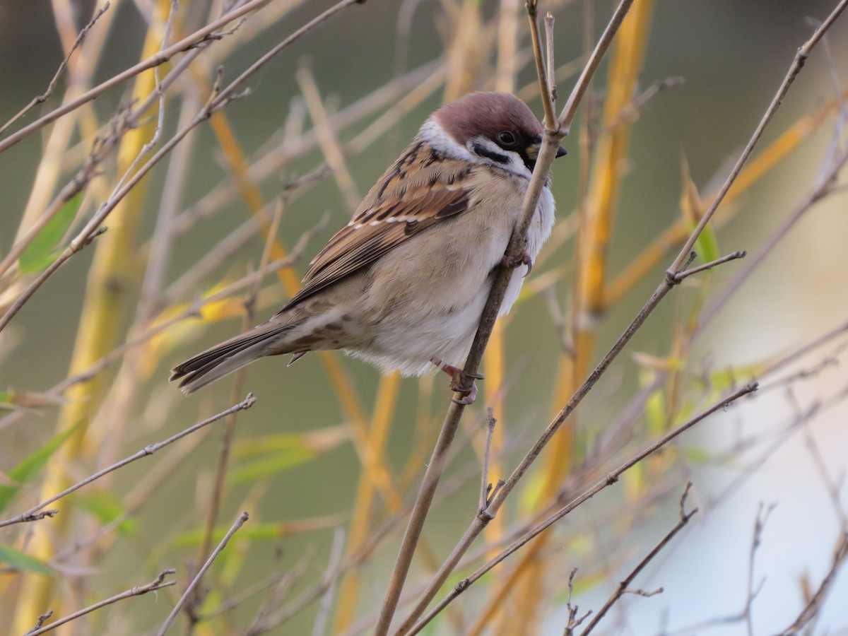 Eurasian Tree Sparrow - ML291465551