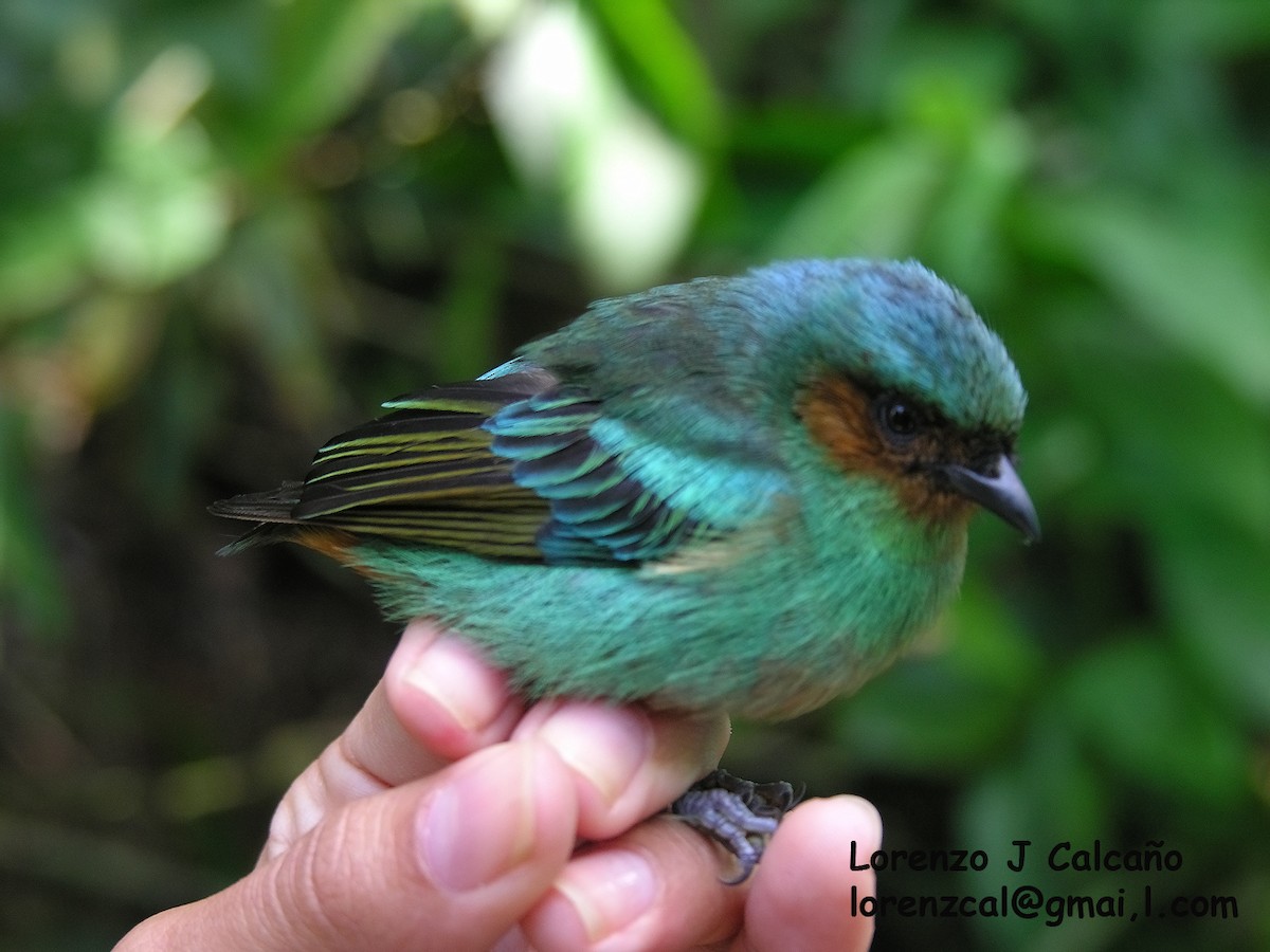 Rufous-cheeked Tanager - ML291469501