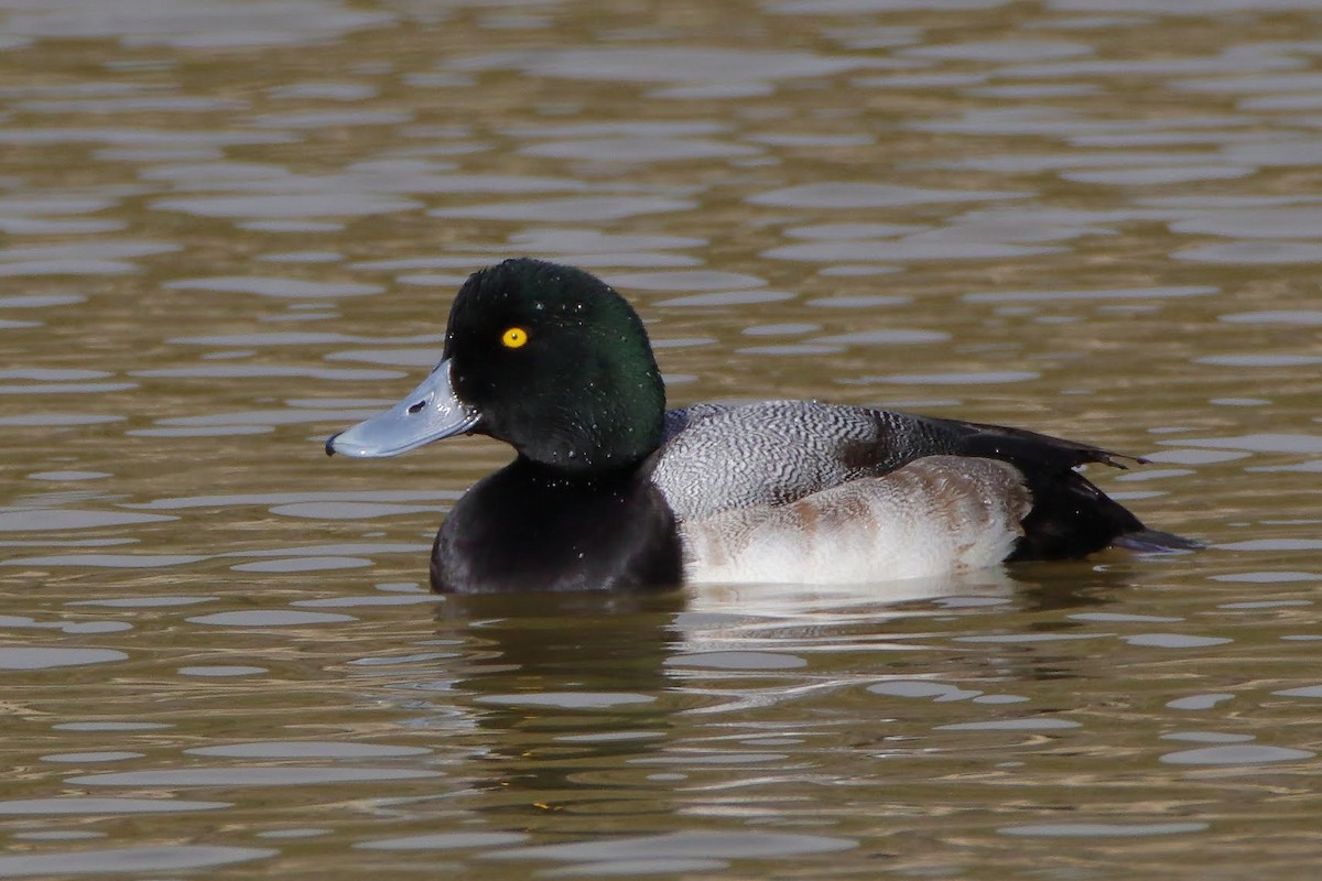 Greater Scaup - ML291471991