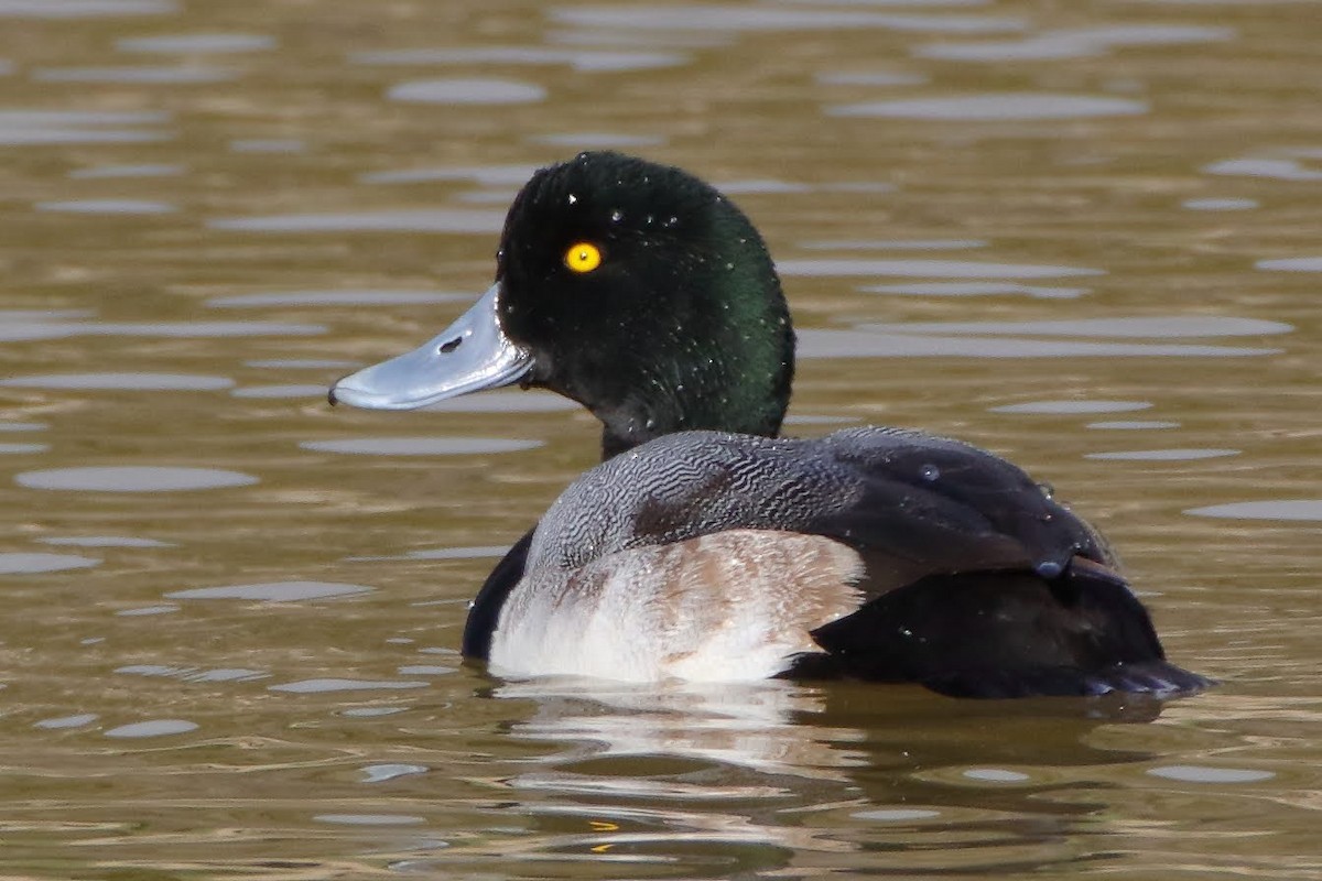 Greater Scaup - ML291472031