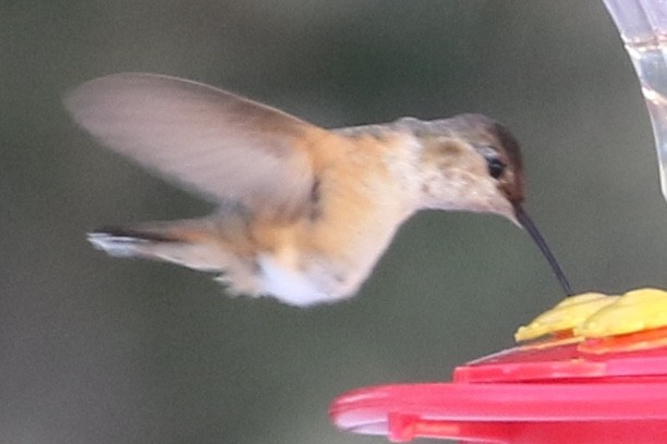 Allen's Hummingbird - ML291472191
