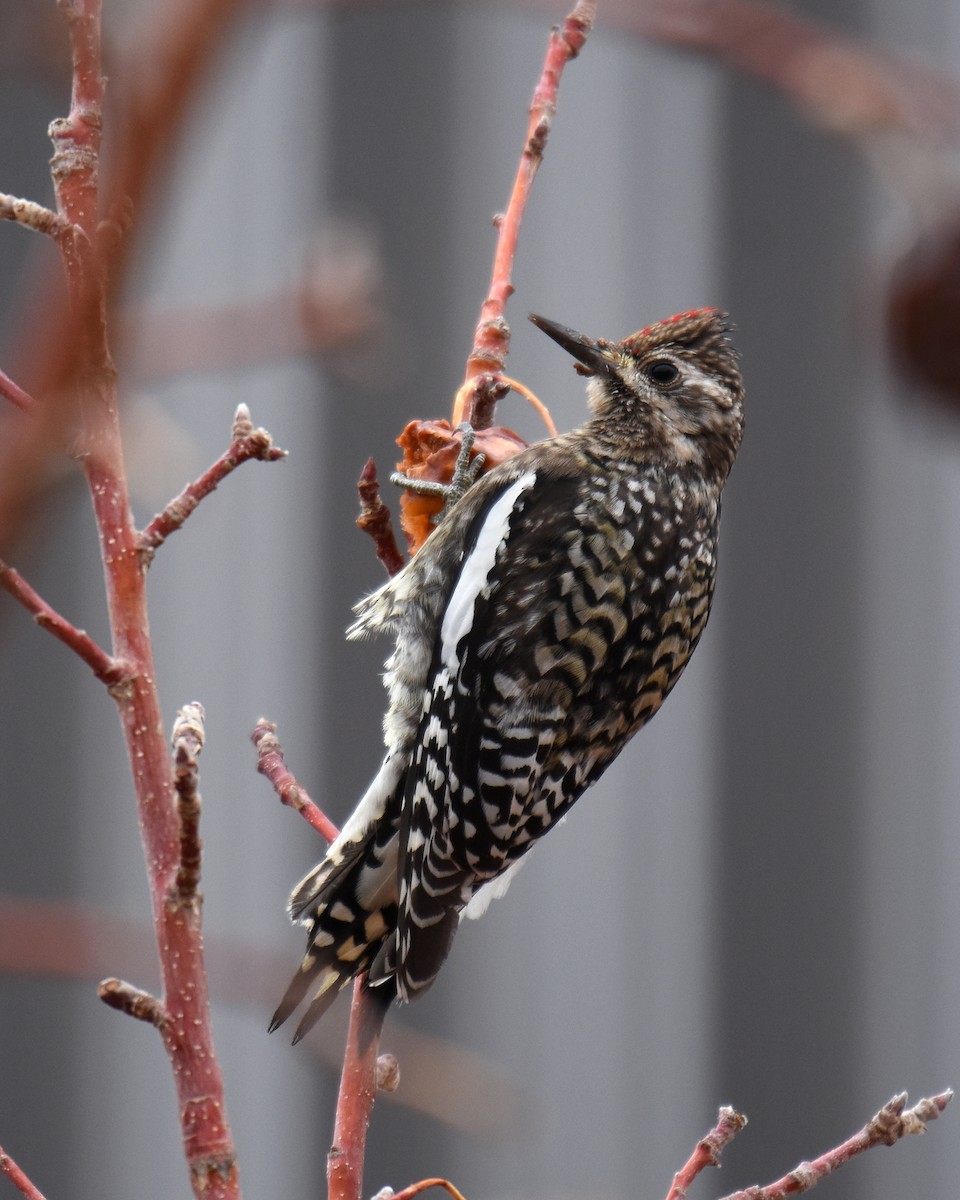 Yellow-bellied Sapsucker - Kevin Lapp