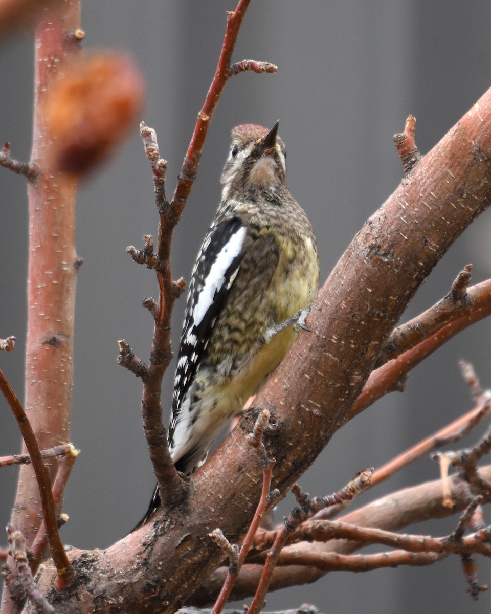 Yellow-bellied Sapsucker - Kevin Lapp