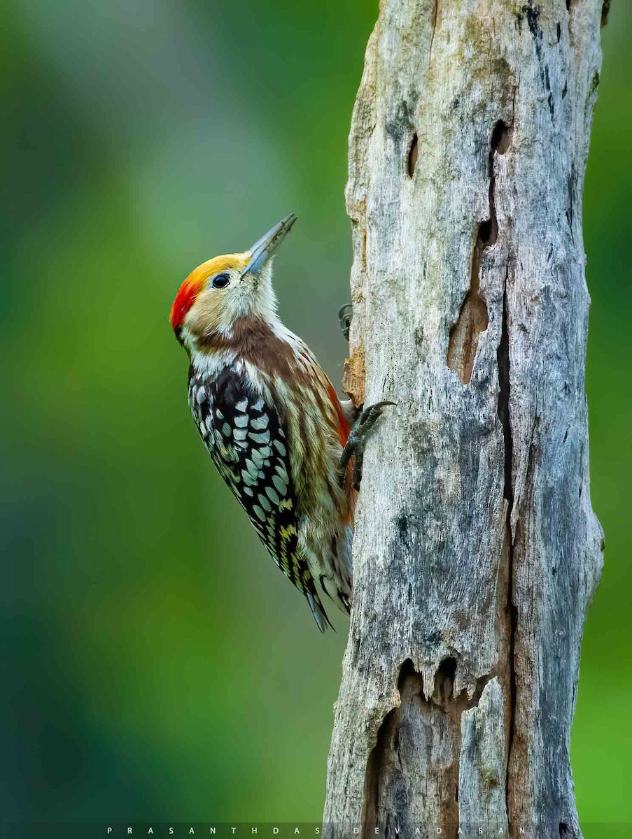 Yellow-crowned Woodpecker - ML291476711