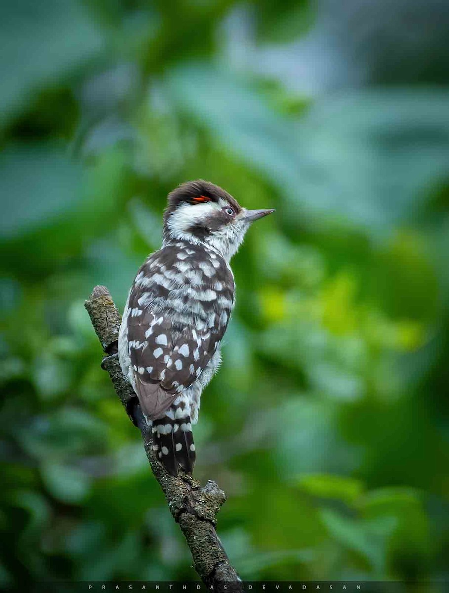 Brown-capped Pygmy Woodpecker - ML291476771