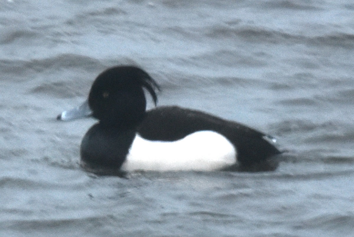 Tufted Duck - ML291477351