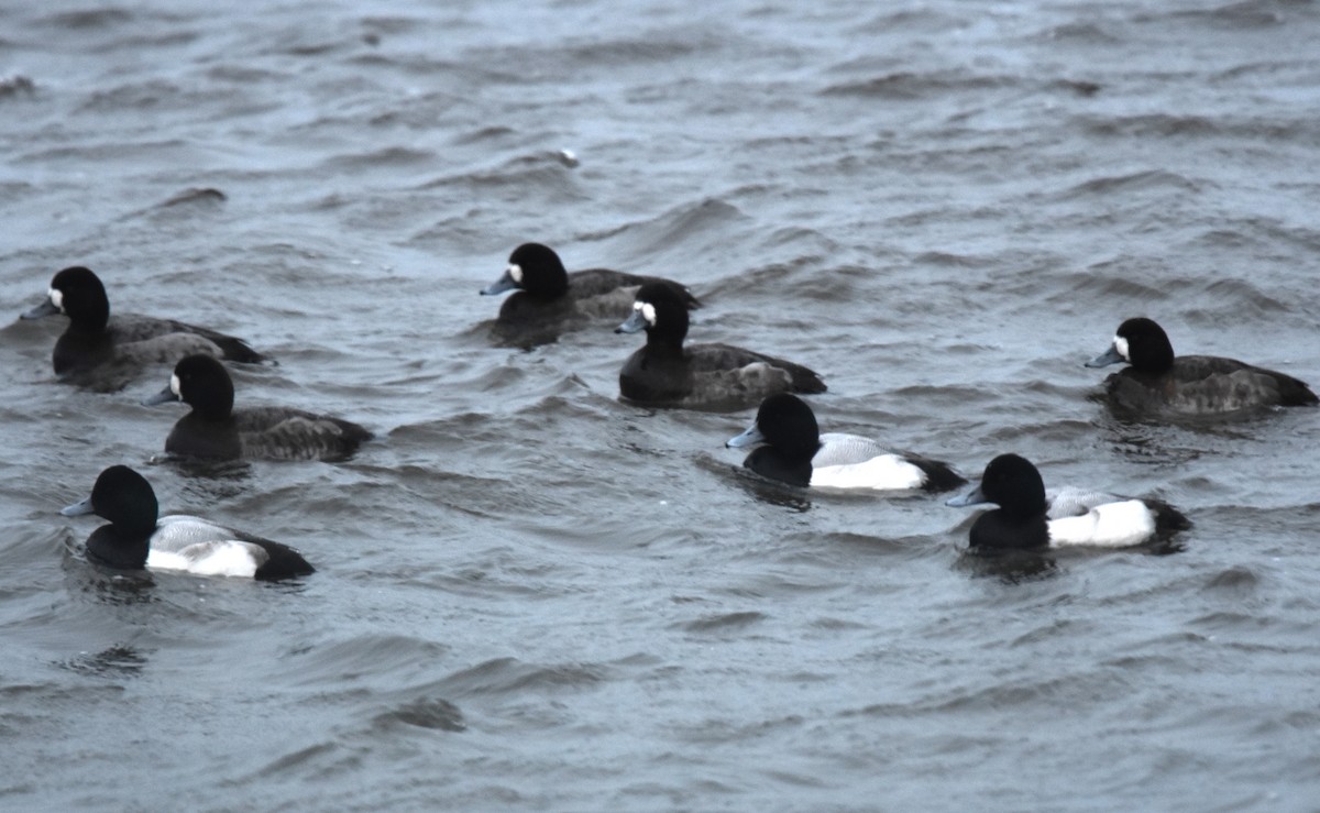 Greater Scaup - ML291477421