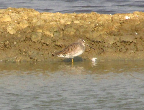 Long-billed Dowitcher - nick upton