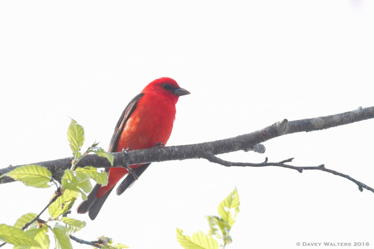 Scarlet Tanager - ML29148641